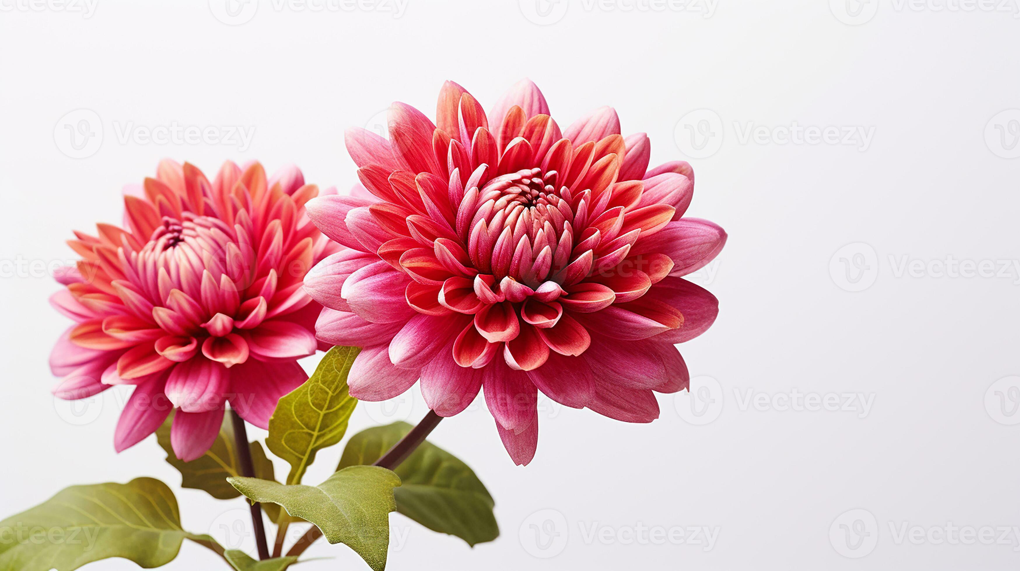 Photo of beautiful Mums flower isolated on white background. Generative