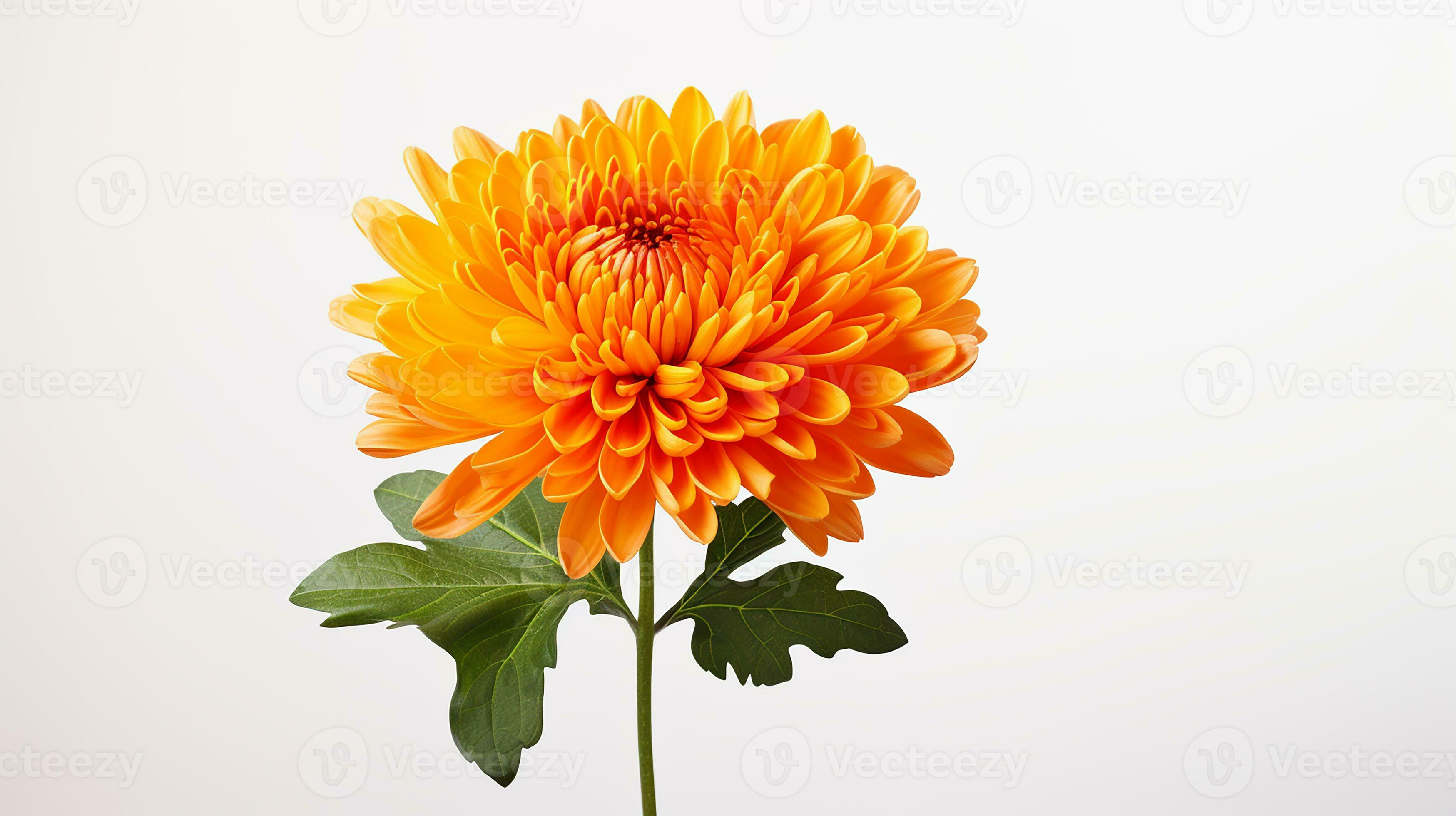 Photo of beautiful Mums flower isolated on white background. Generative AI  27203688 Stock Photo at Vecteezy