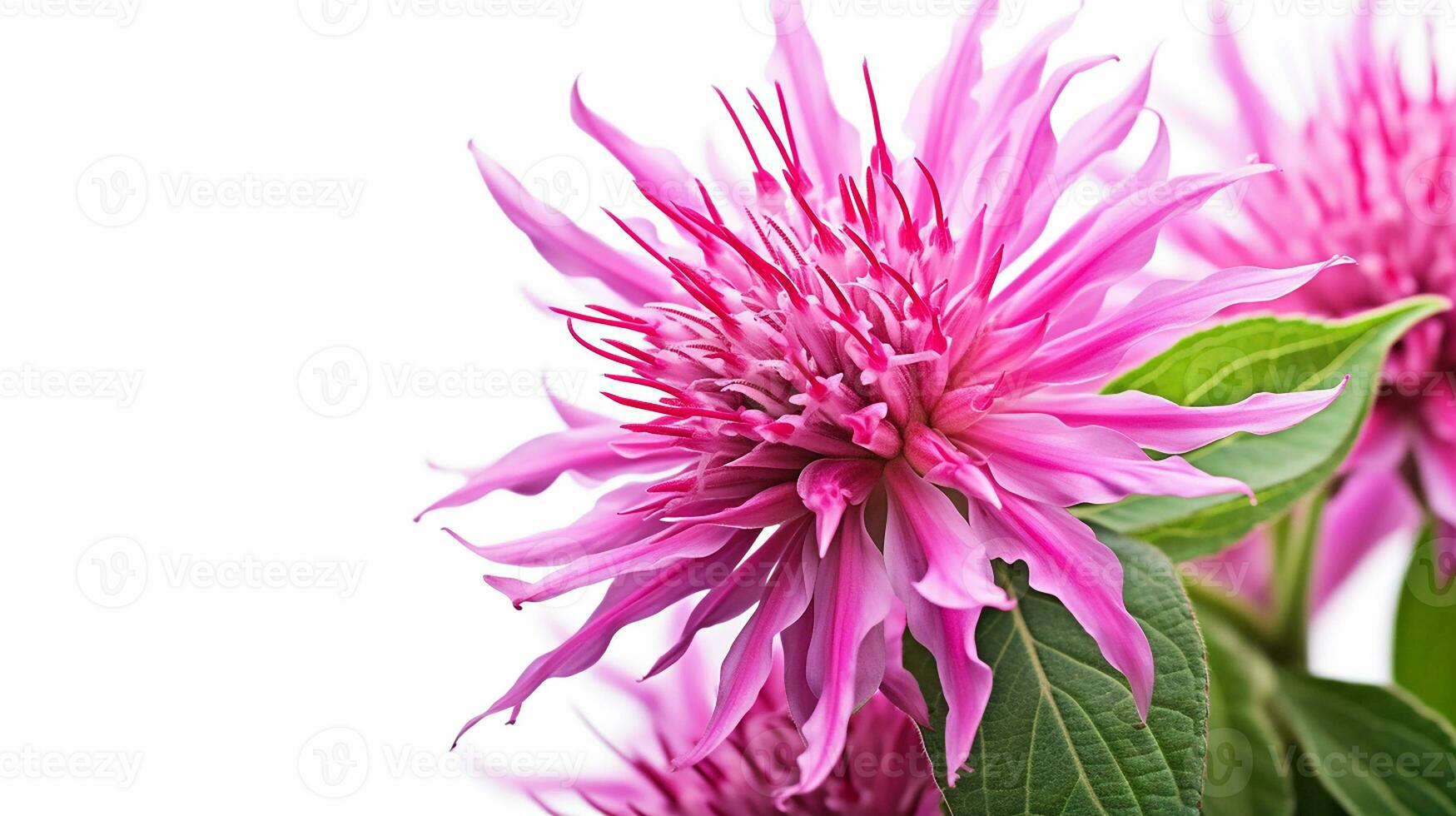 Photo of beautiful Monarda flower isolated on white background. Generative AI