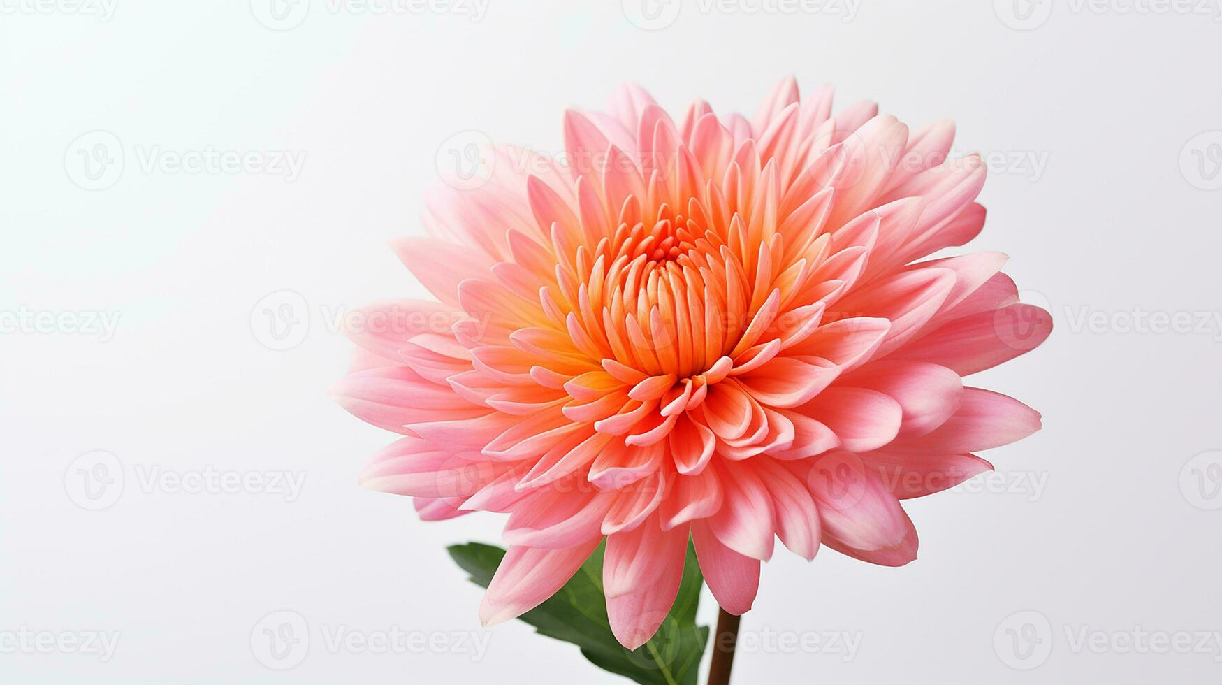 Photo of beautiful Mums flower isolated on white background. Generative AI