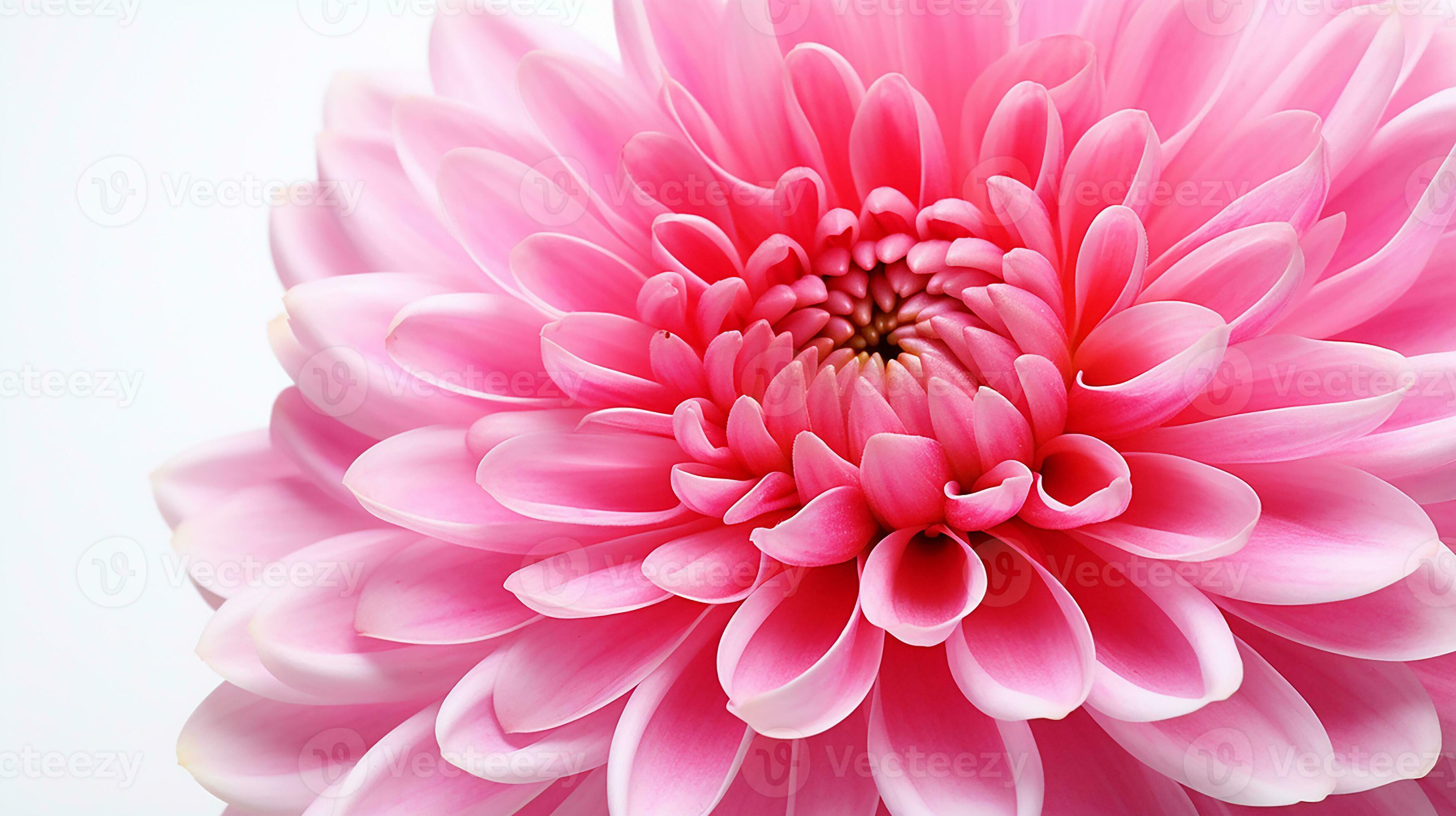 Photo of beautiful Mums flower isolated on white background. Generative