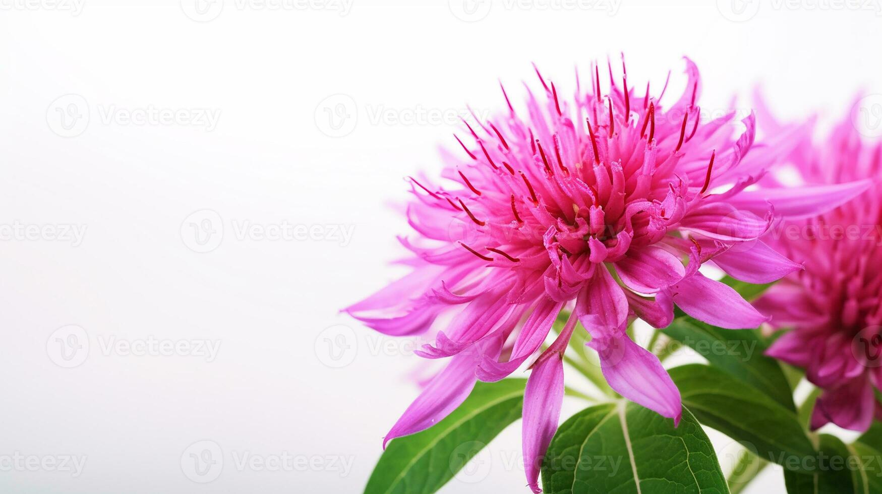 Photo of beautiful Monarda flower isolated on white background. Generative AI