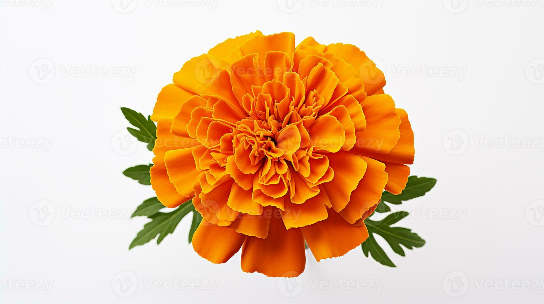 Photo of beautiful Marigold flower isolated on white background. Generative AI