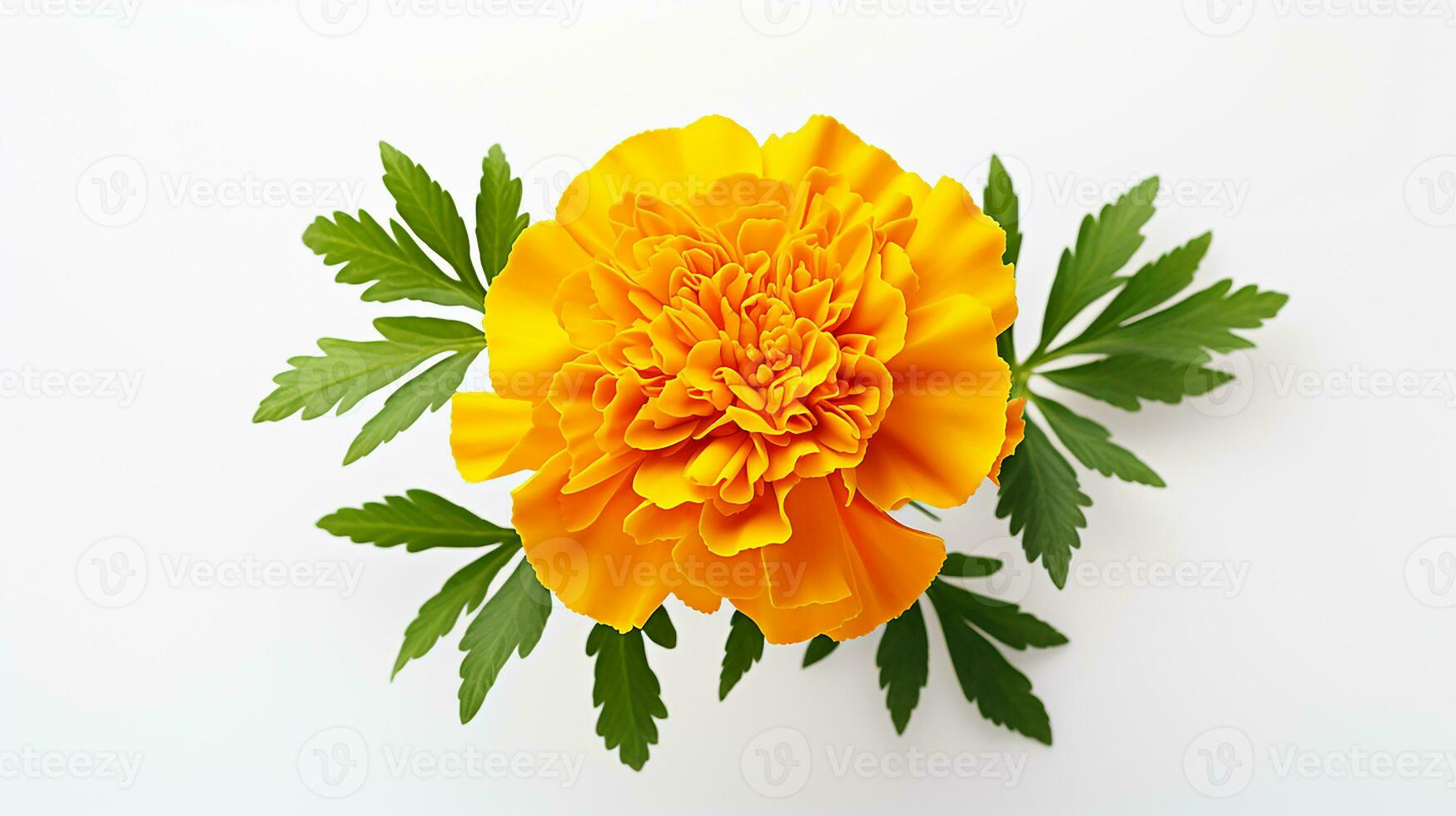 Photo of beautiful Marigold flower isolated on white background. Generative AI