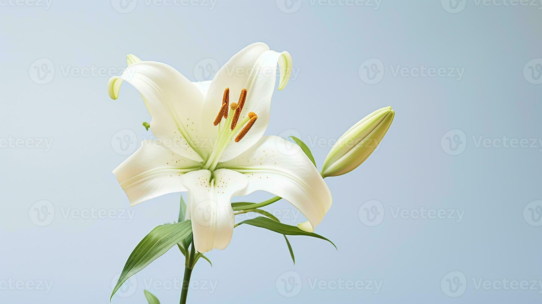 Photo of beautiful Lily flower isolated on white background. Generative AI