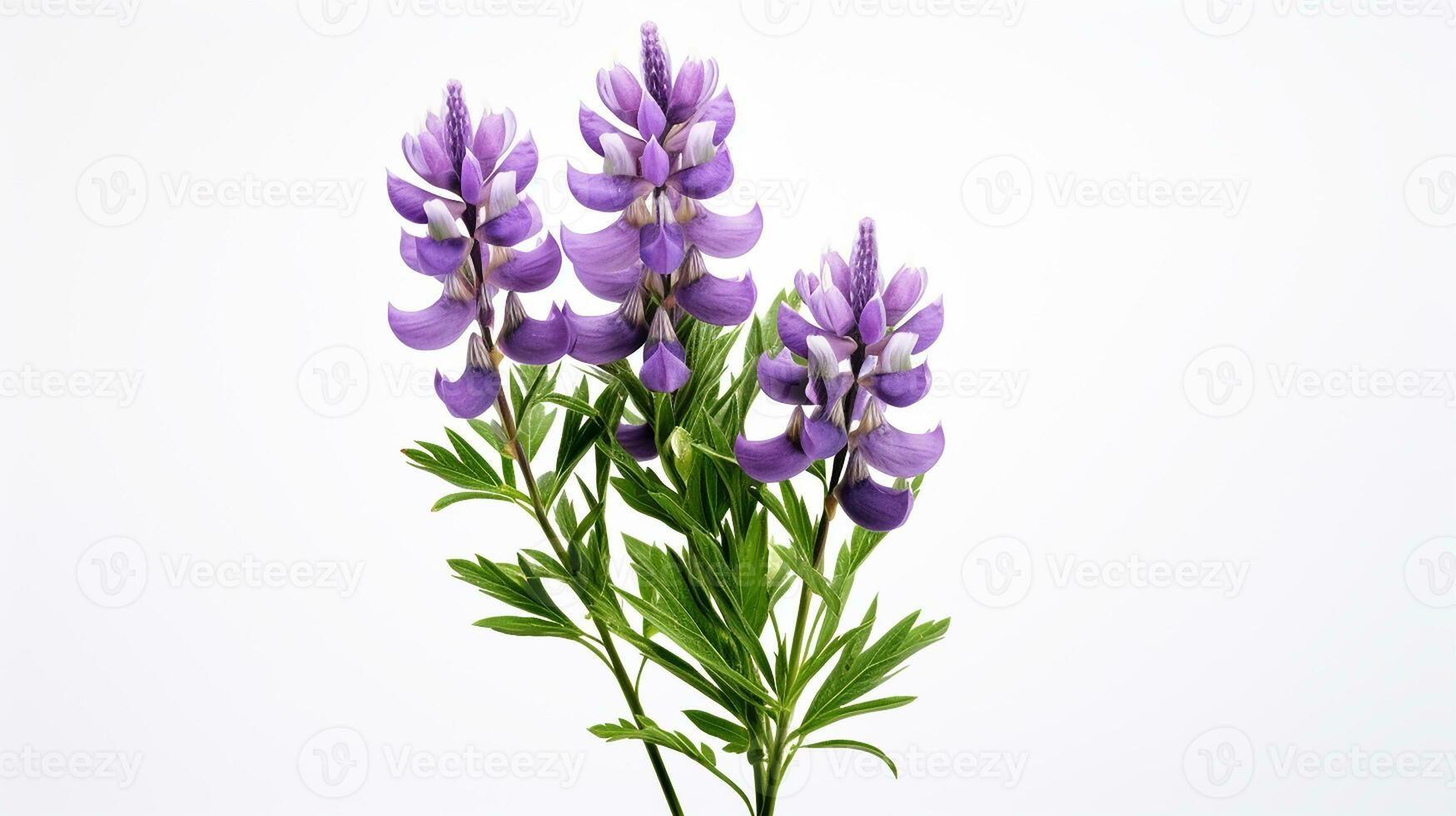 Photo of beautiful Lupine flower isolated on white background. Generative AI