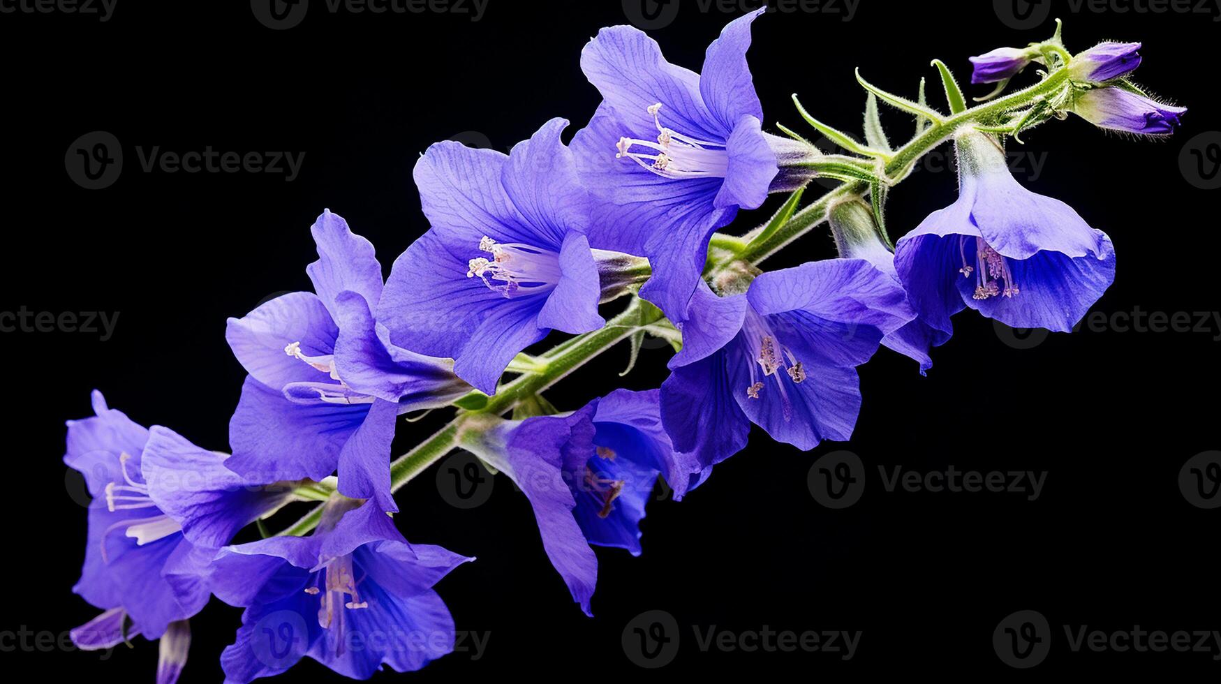 Photo of beautiful Larkspur flower isolated on white background. Generative AI