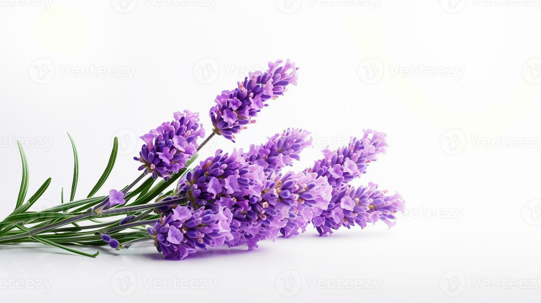 Photo of beautiful Lavender flower isolated on white background. Generative AI