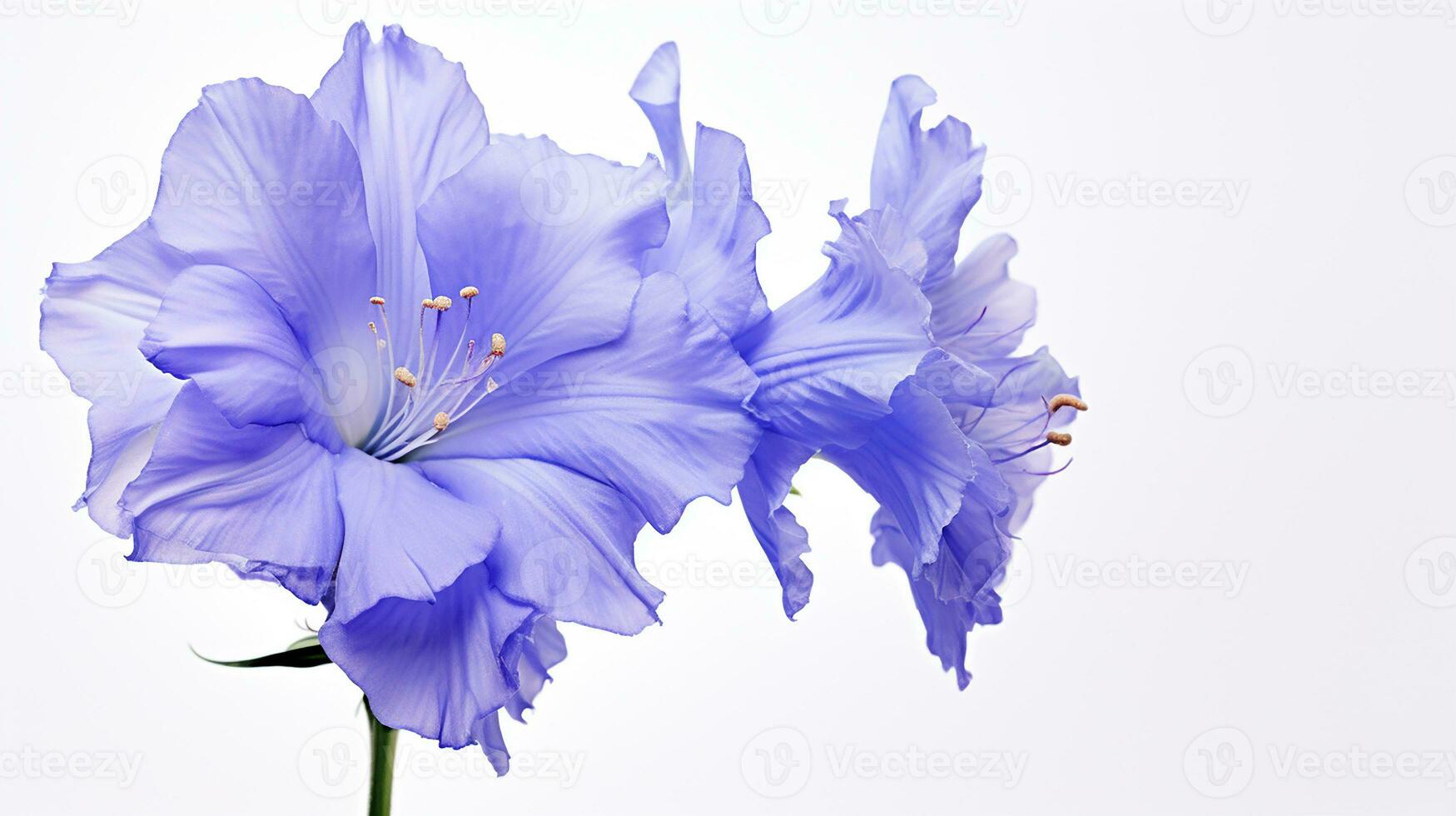 Photo of beautiful Larkspur flower isolated on white background. Generative AI