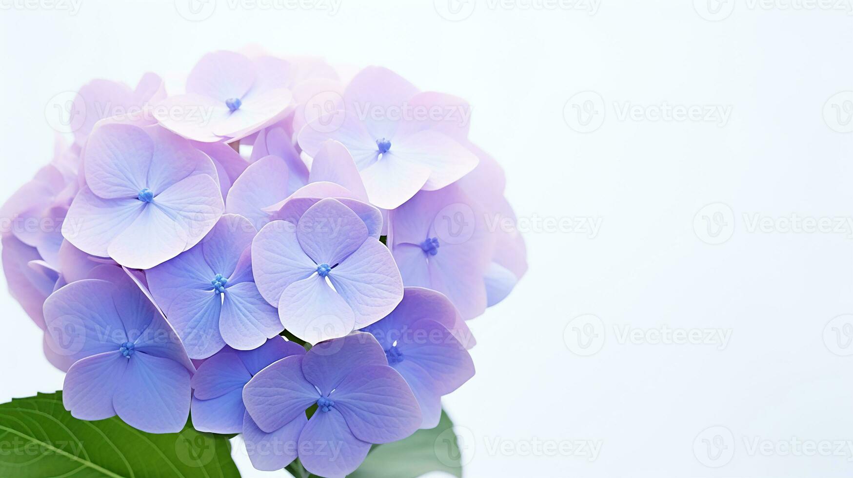 foto de hermosa hortensia flor aislado en blanco antecedentes. generativo ai