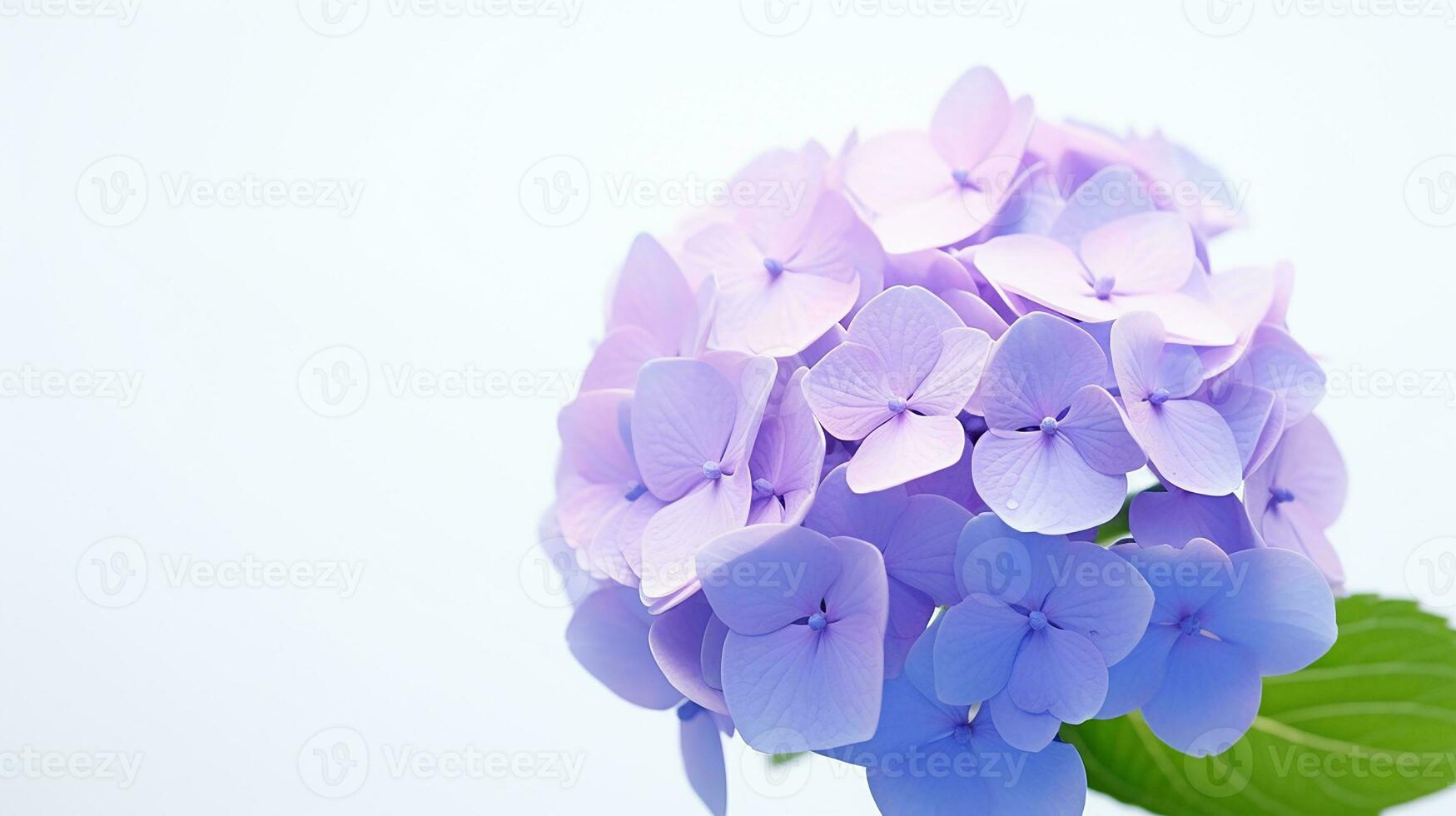 Photo of beautiful Hydrangea flower isolated on white background. Generative AI