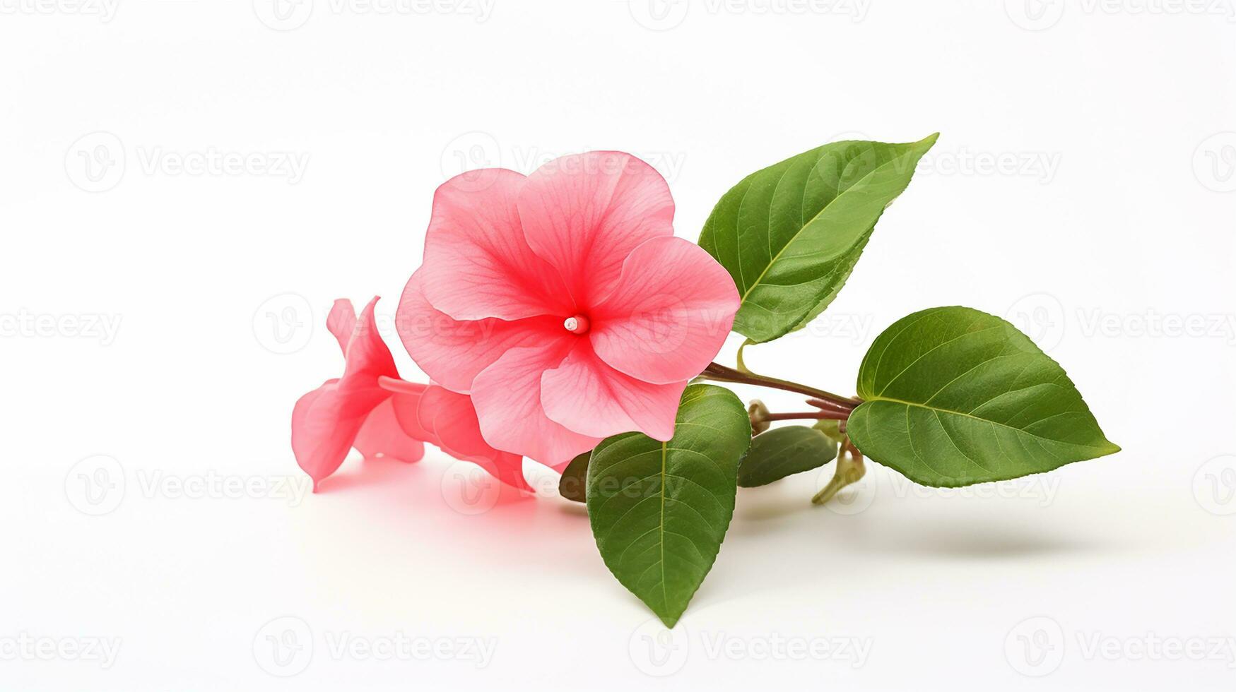 Photo of beautiful Impatiens flower isolated on white background. Generative AI