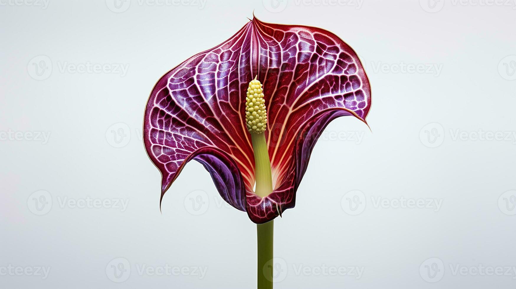 Photo of beautiful Jack-in-the-pulpit flower isolated on white background. Generative AI