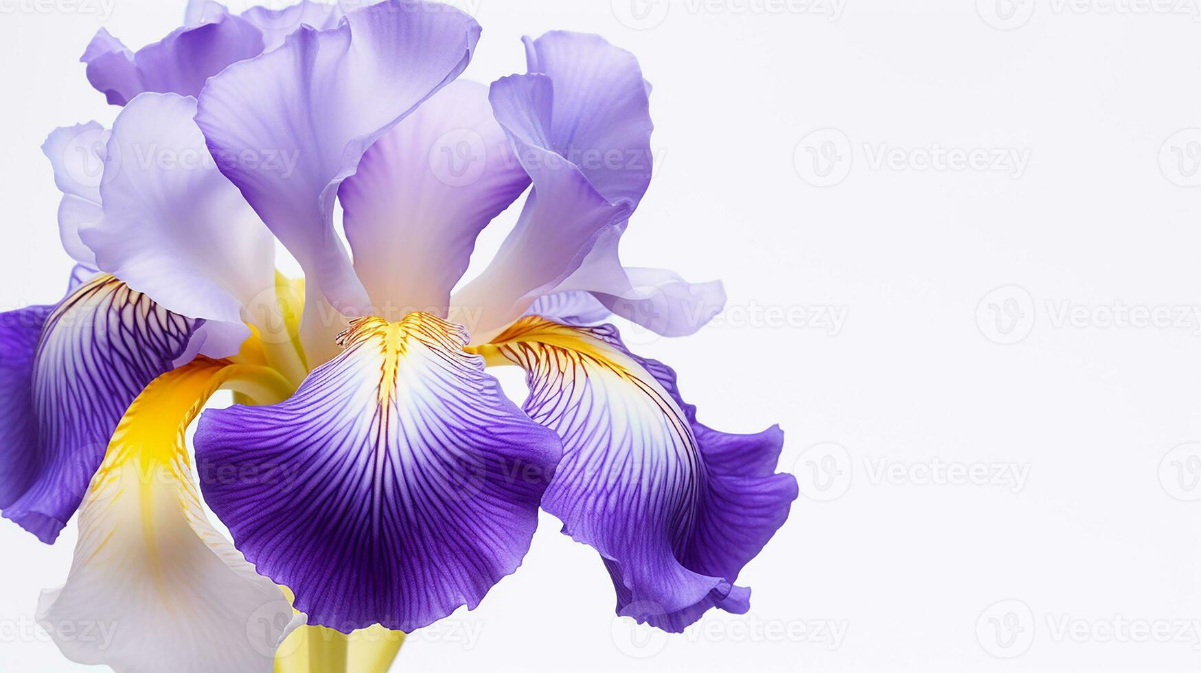 Photo of beautiful Iris flower isolated on white background. Generative AI