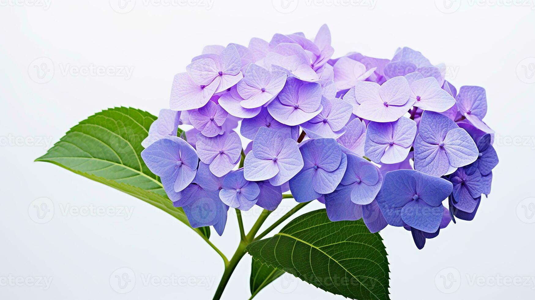 Photo of beautiful Hydrangea flower isolated on white background. Generative AI