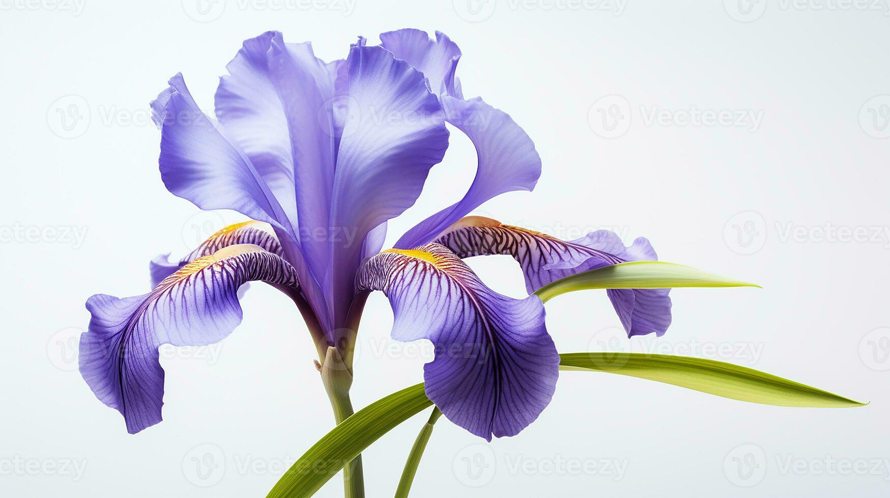 Photo of beautiful Iris flower isolated on white background. Generative AI