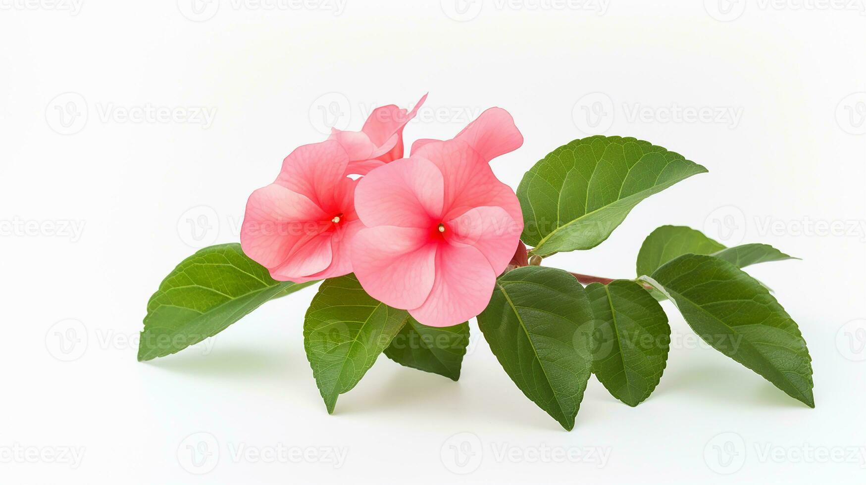 Photo of beautiful Impatiens flower isolated on white background. Generative AI