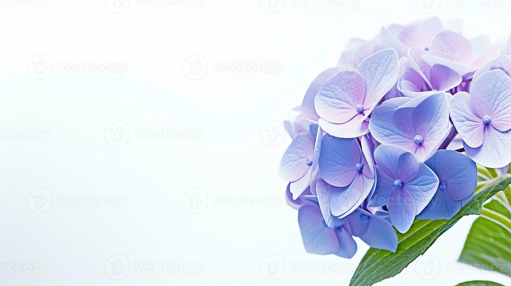 Photo of beautiful Hydrangea flower isolated on white background. Generative AI