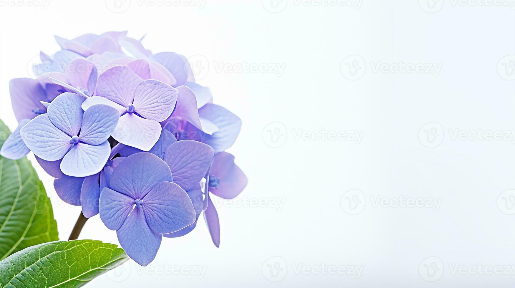 Photo of beautiful Hydrangea flower isolated on white background. Generative AI