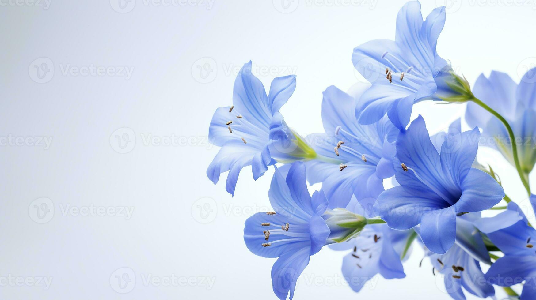 Photo of beautiful Jacob's Ladder flower isolated on white background. Generative AI