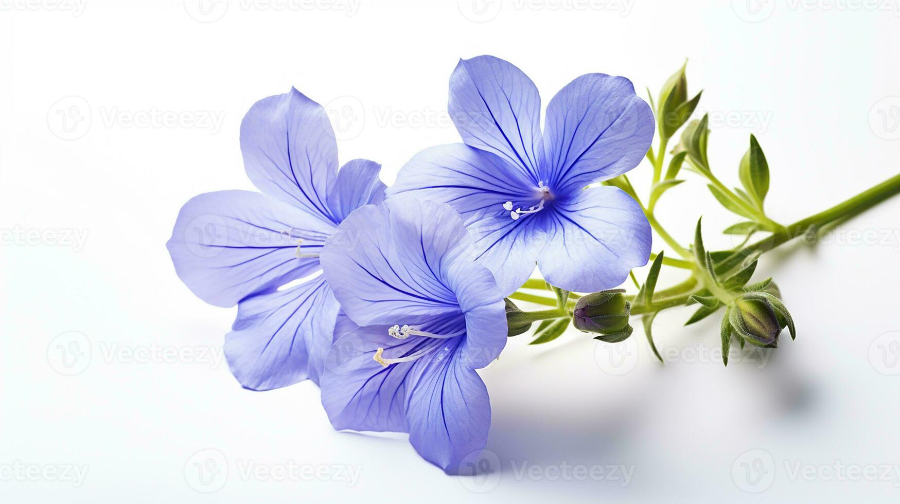 Photo of beautiful Jacob's Ladder flower isolated on white background. Generative AI