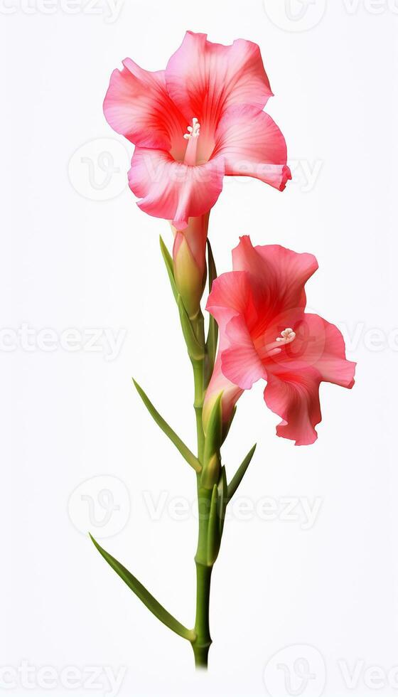 Photo of beautiful Gladiolus flower isolated on white background. Generative AI