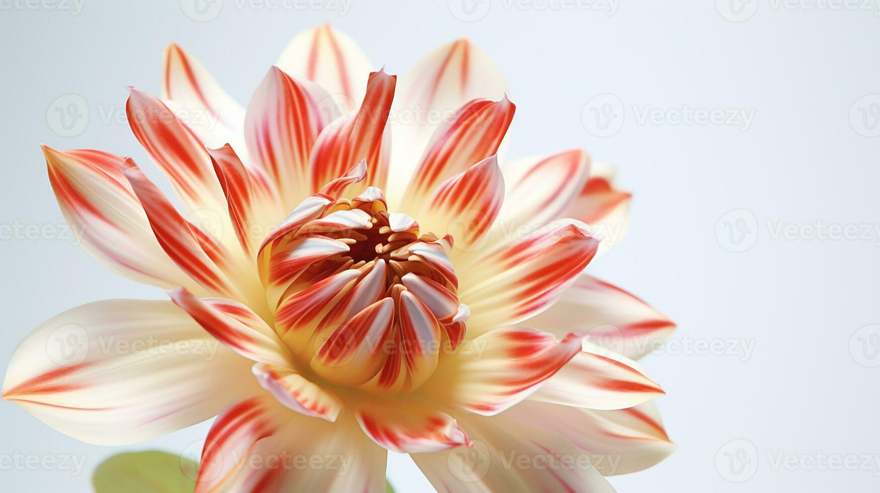 Photo of beautiful Harlequin flower flower isolated on white background. Generative AI