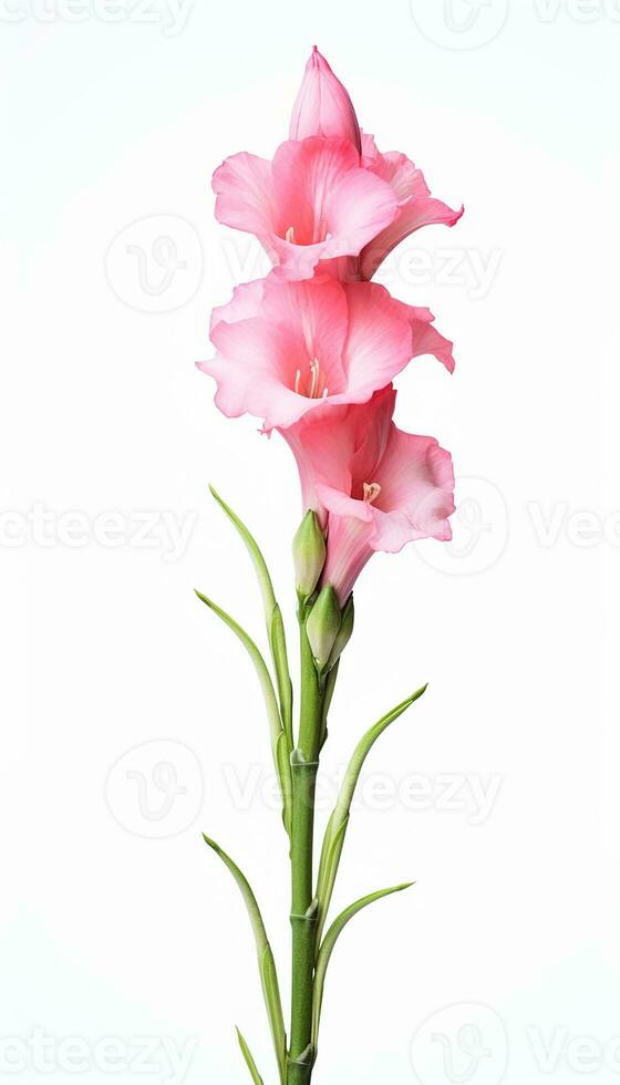 Photo of beautiful Gladiolus flower isolated on white background. Generative AI