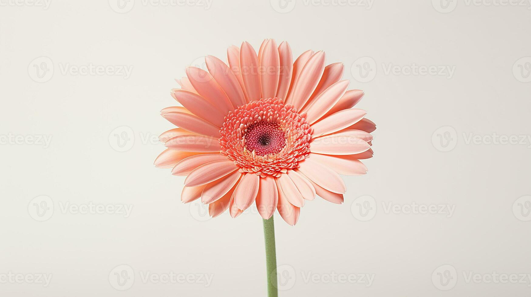 Photo of beautiful Gerbera flower isolated on white background. Generative AI