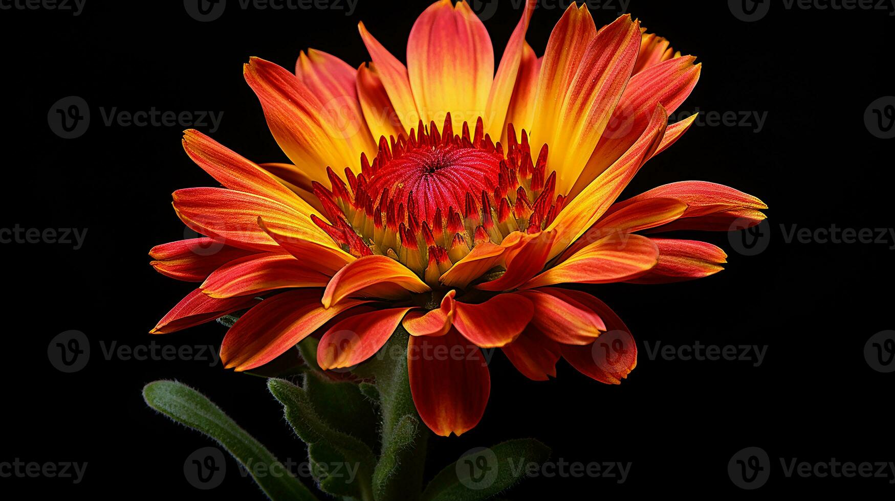 Photo of beautiful Gaillardia flower isolated on white background. Generative AI