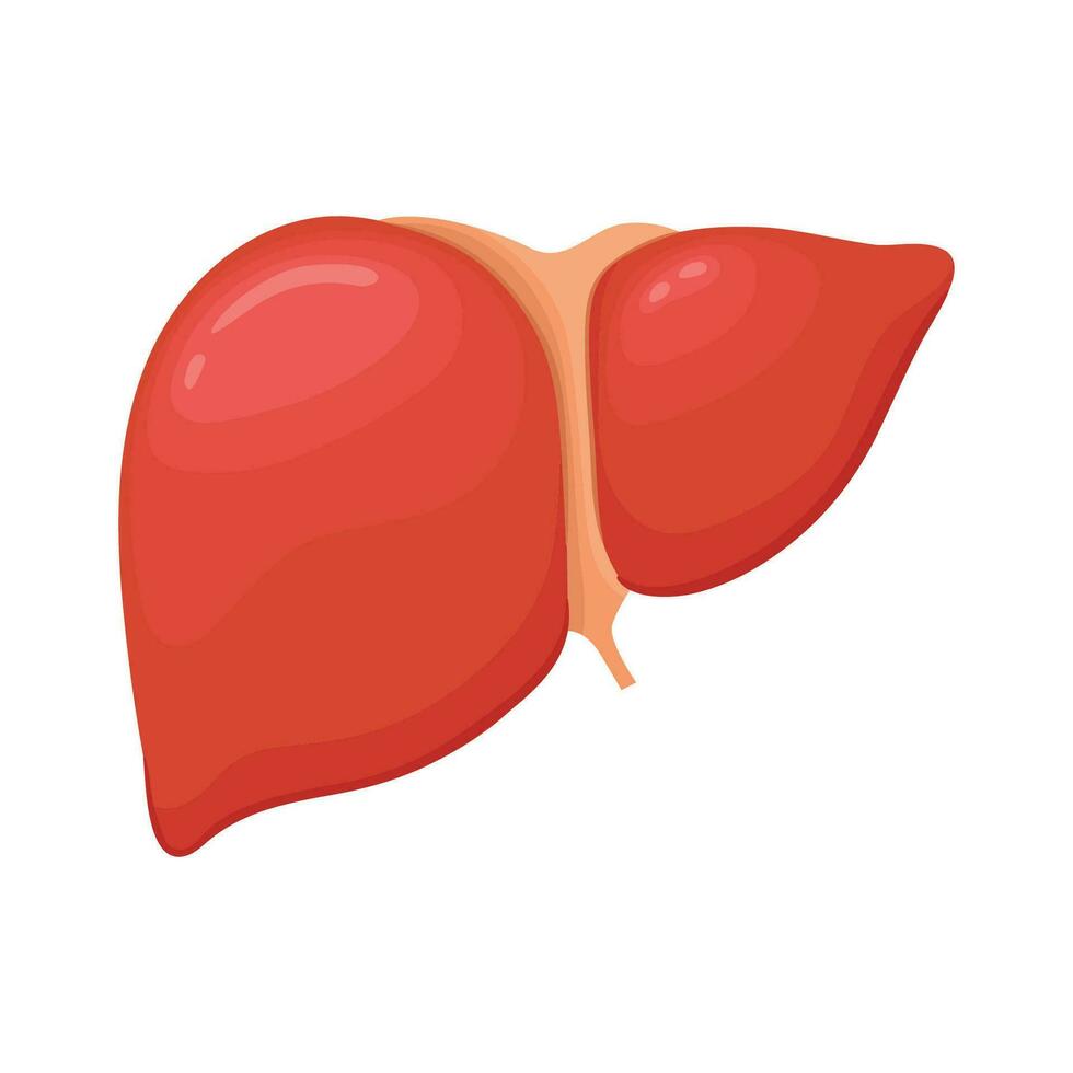 Vector healthy liver on white background