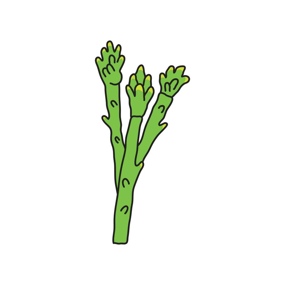 Kids drawing Cartoon Vector illustration asparagus icon Isolated on White Background