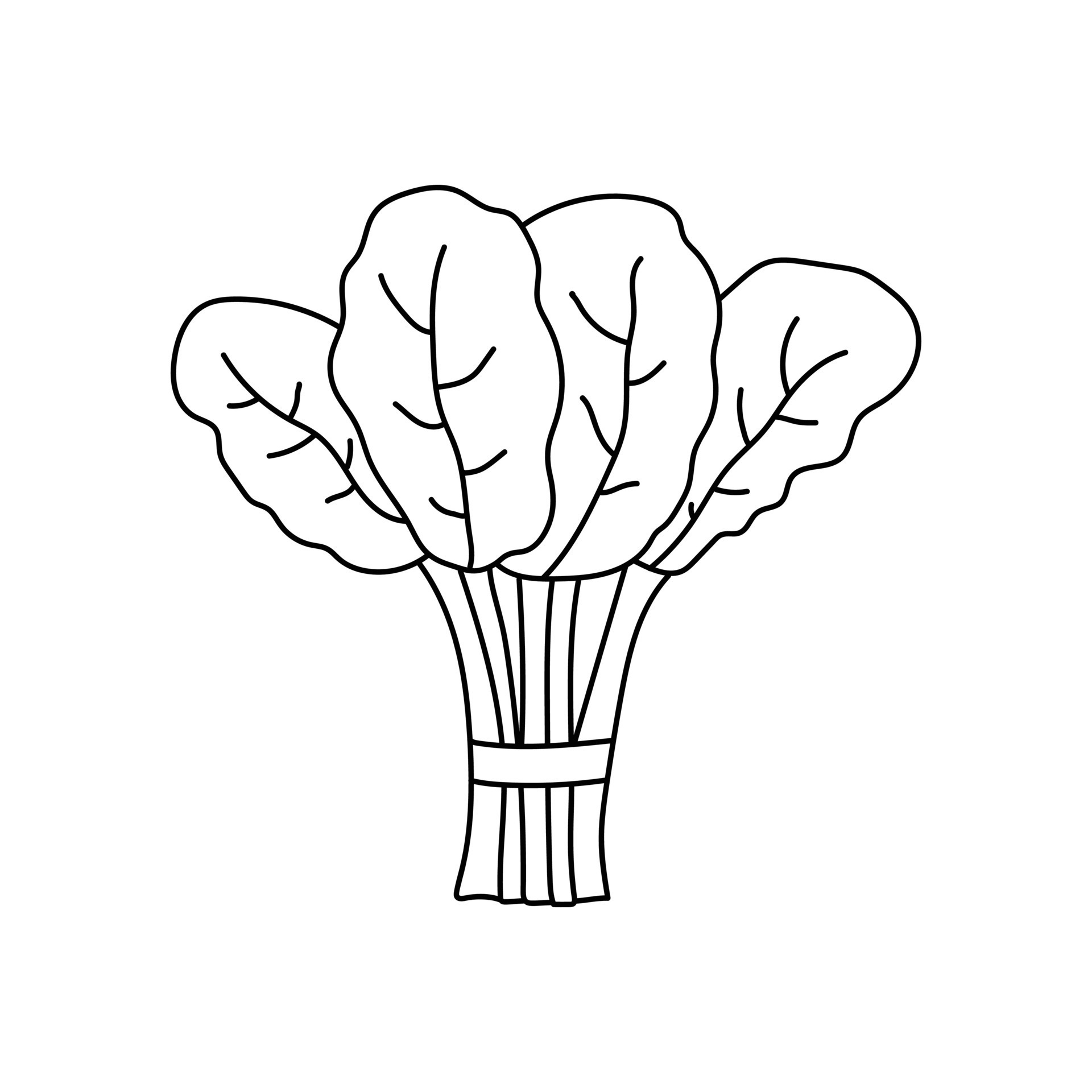 Hand drawn Kids drawing Cartoon Vector illustration spinach icon