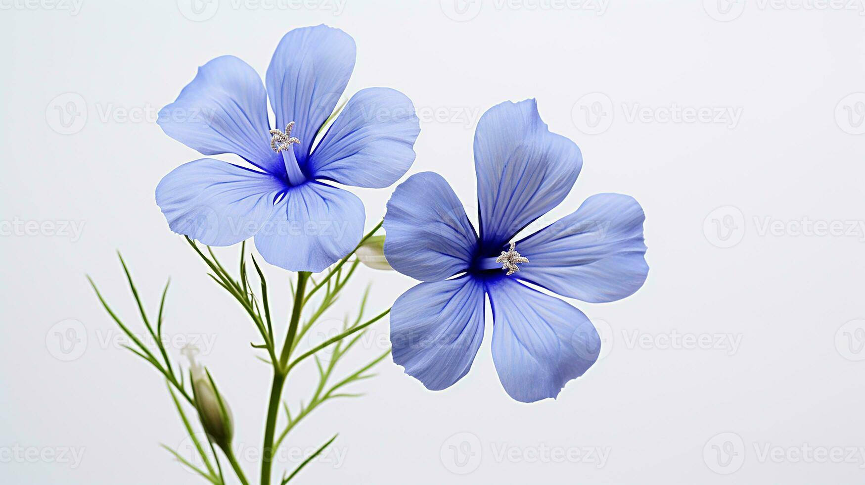 Photo of beautiful Flax flower isolated on white background. Generative AI