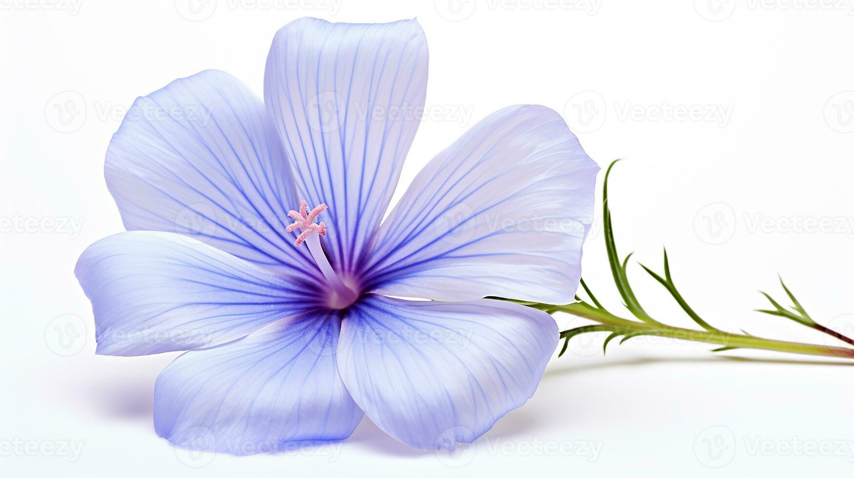 Photo of beautiful Flax flower isolated on white background. Generative AI