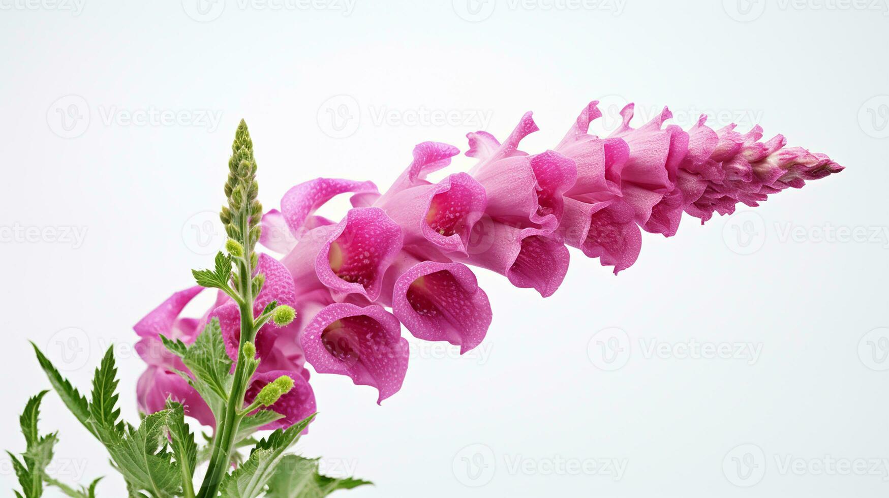 Photo of beautiful Foxglove flower isolated on white background. Generative AI