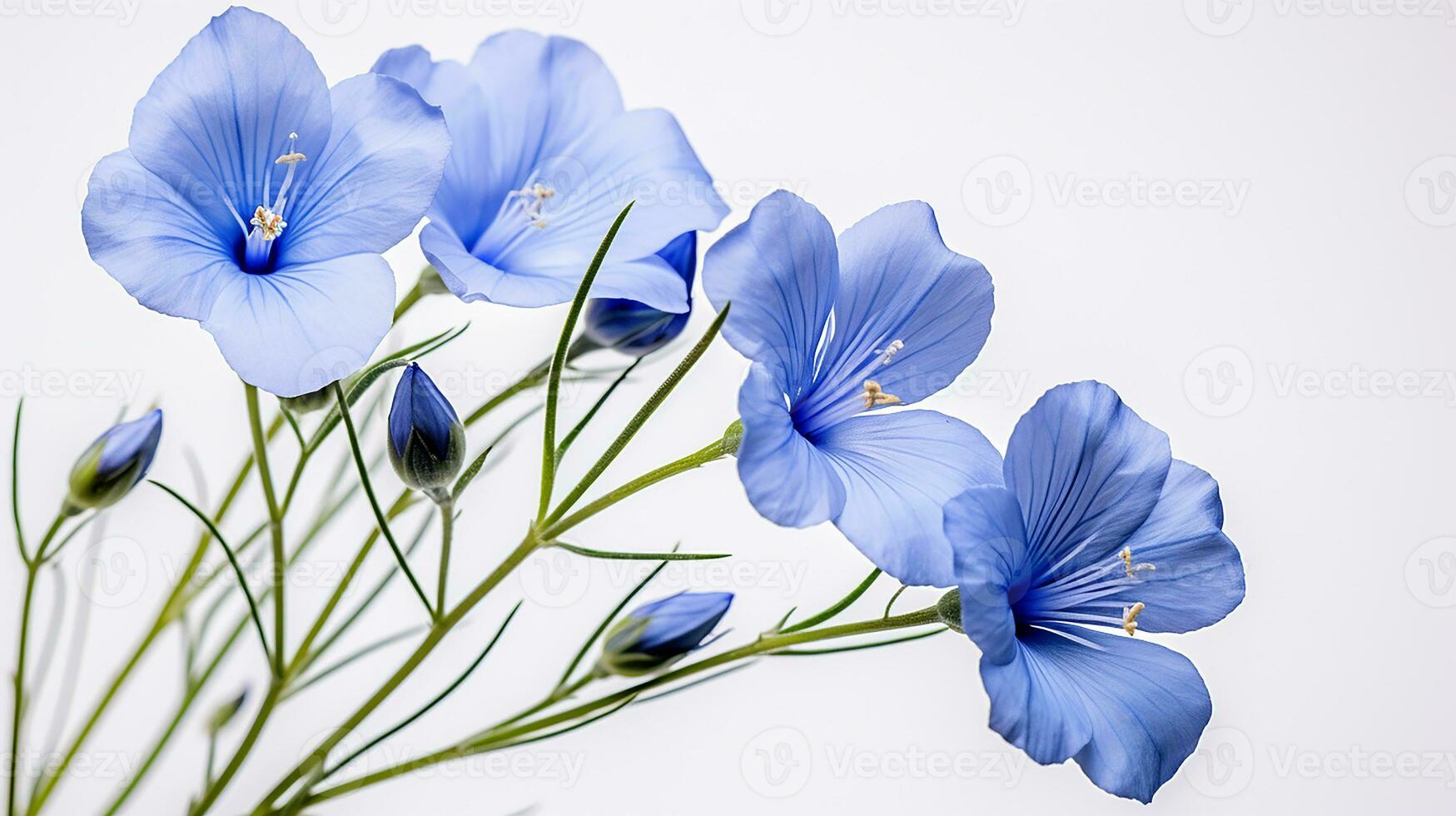 Photo of beautiful Flax flower isolated on white background. Generative AI