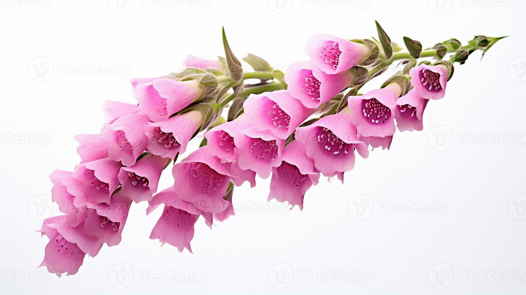 Photo of beautiful Foxglove flower isolated on white background. Generative AI