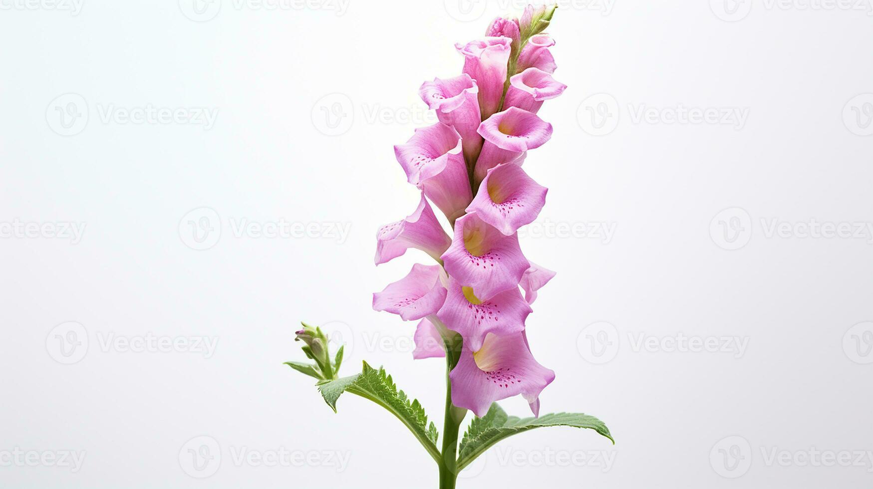 Photo of beautiful Foxglove flower isolated on white background. Generative AI