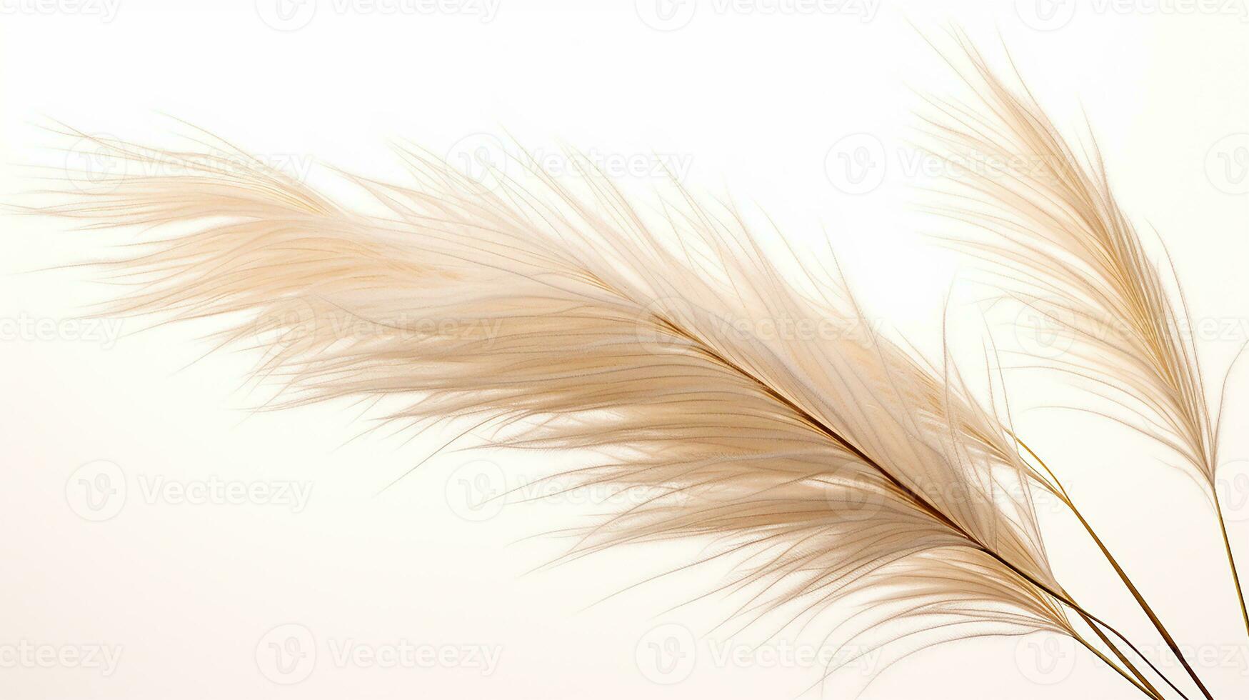 foto de hermosa pluma Junco césped flor aislado en blanco antecedentes. generativo ai