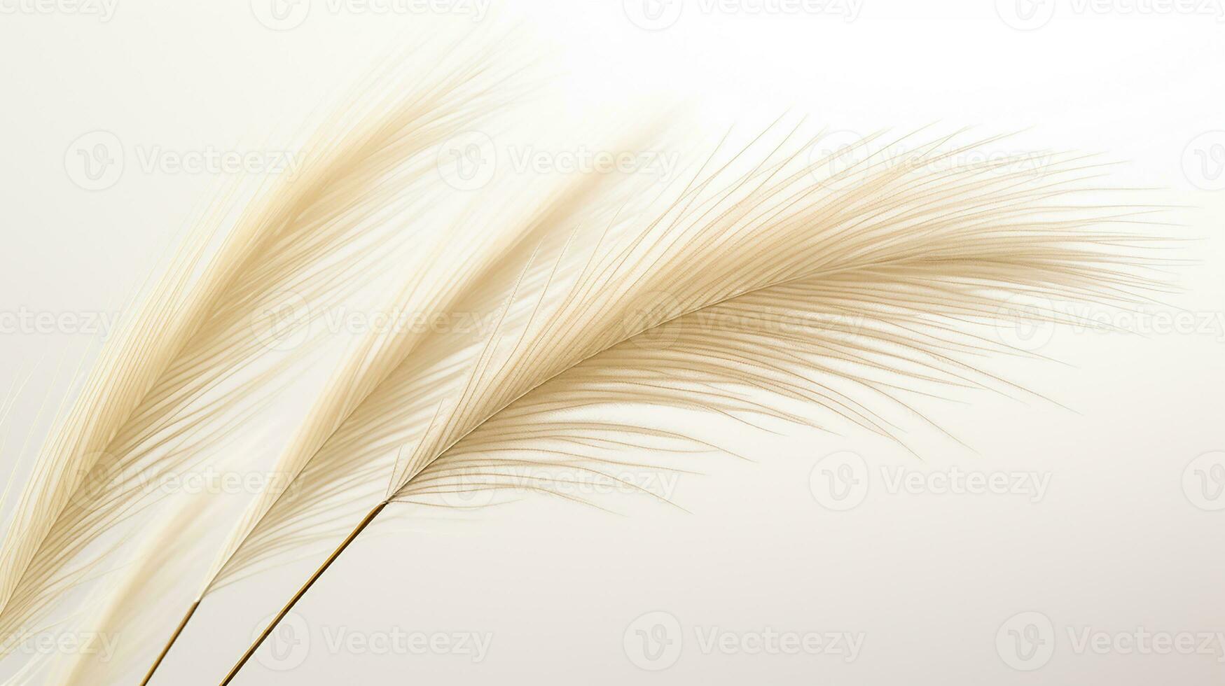 Photo of beautiful Feather Reed Grass flower isolated on white background. Generative AI