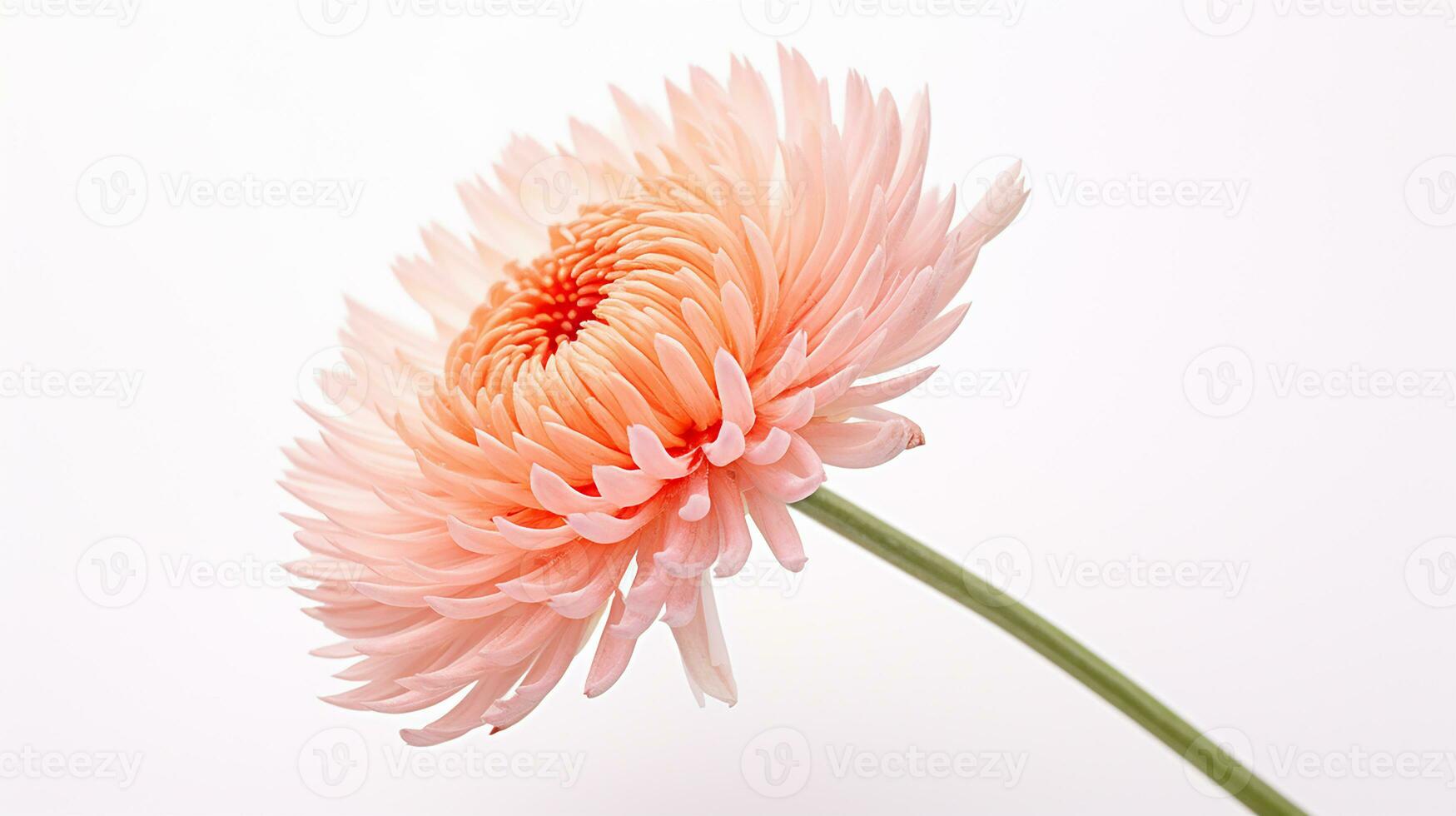 Photo of beautiful Everlasting flower isolated on white background. Generative AI