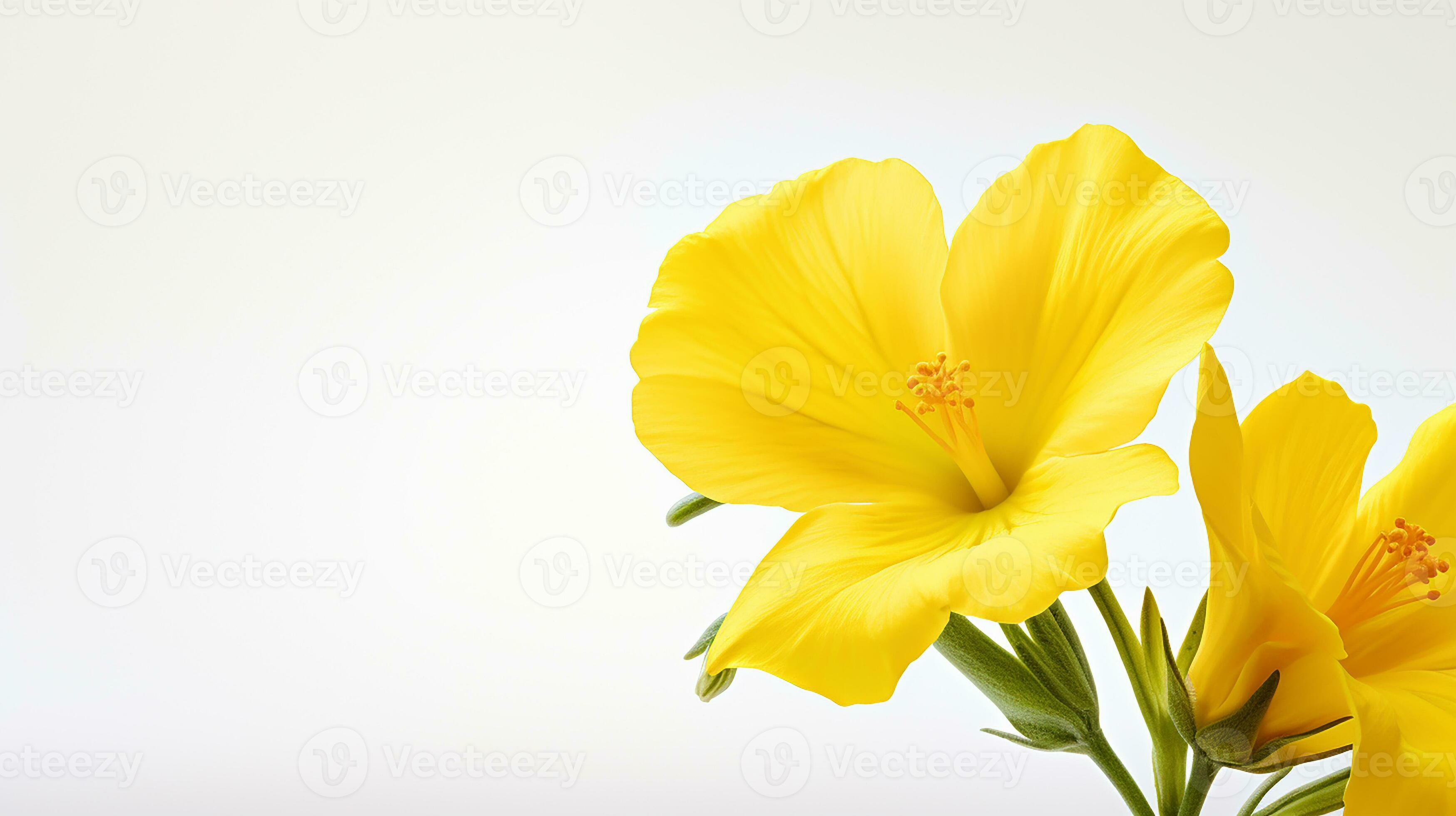 Photo of beautiful Evening Primrose flower isolated on white background