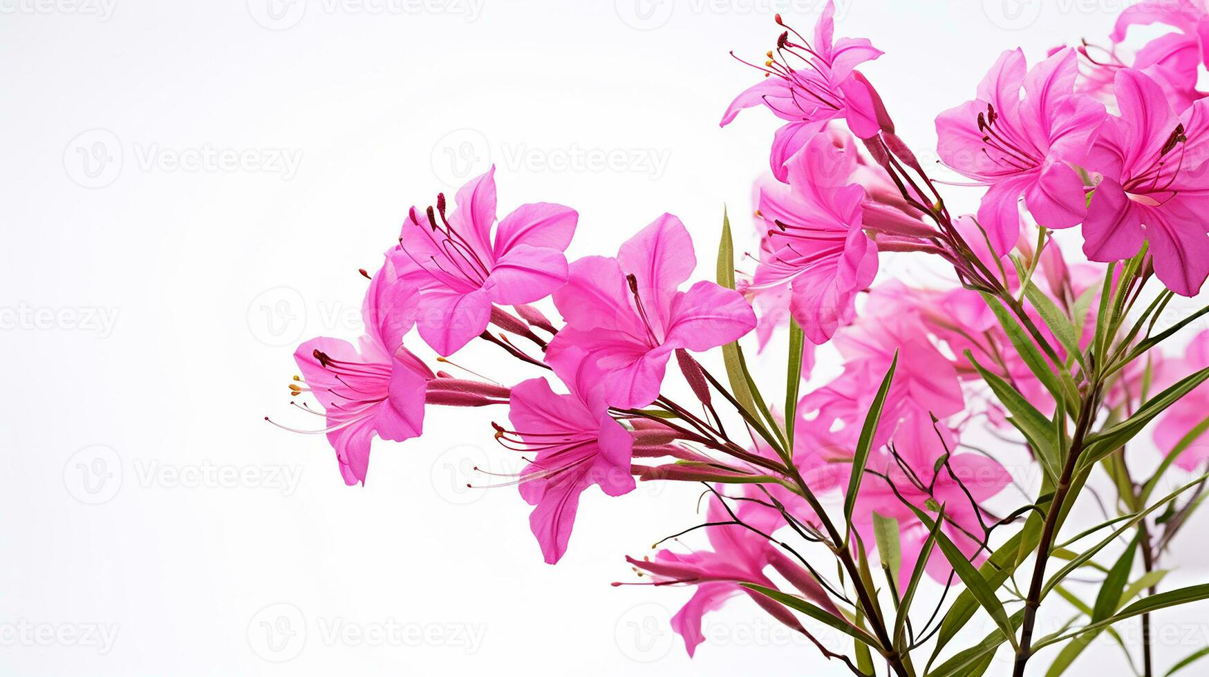 Photo of beautiful Fireweed flower isolated on white background. Generative AI