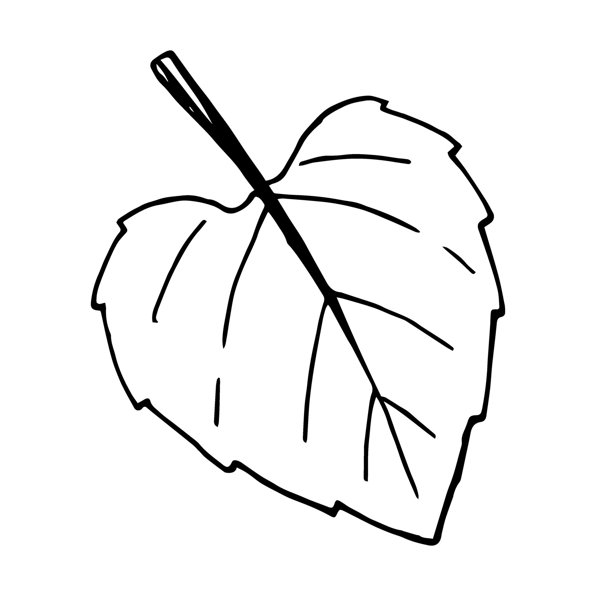 Vector sunflower leaf. Botany design element. Hand drawn plant leaf in