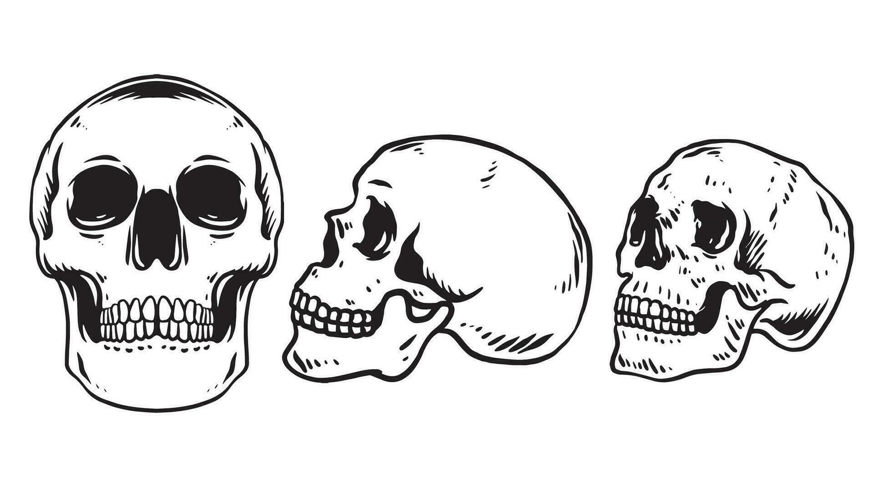 Vector skull set