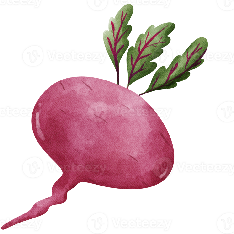 beet on a transparent background png