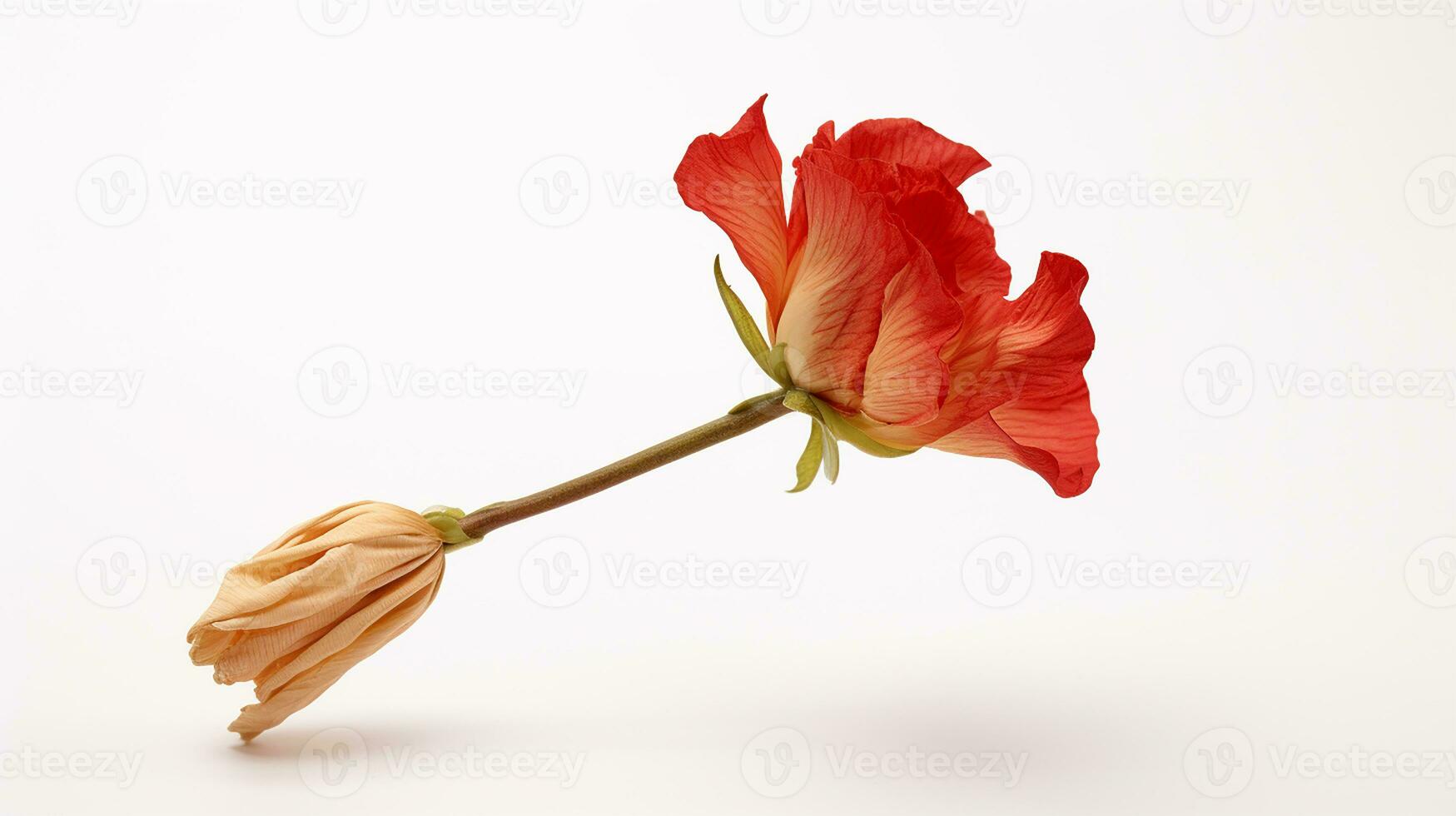 foto de hermosa palillo de tambor flor aislado en blanco antecedentes. generativo ai