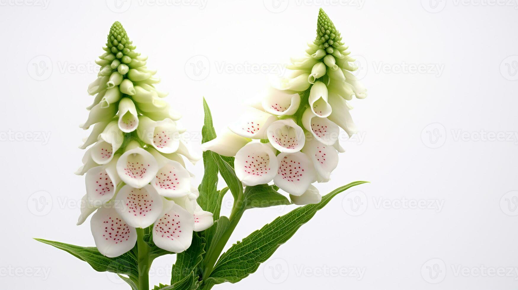 Photo of beautiful Digitalis flower isolated on white background. Generative AI