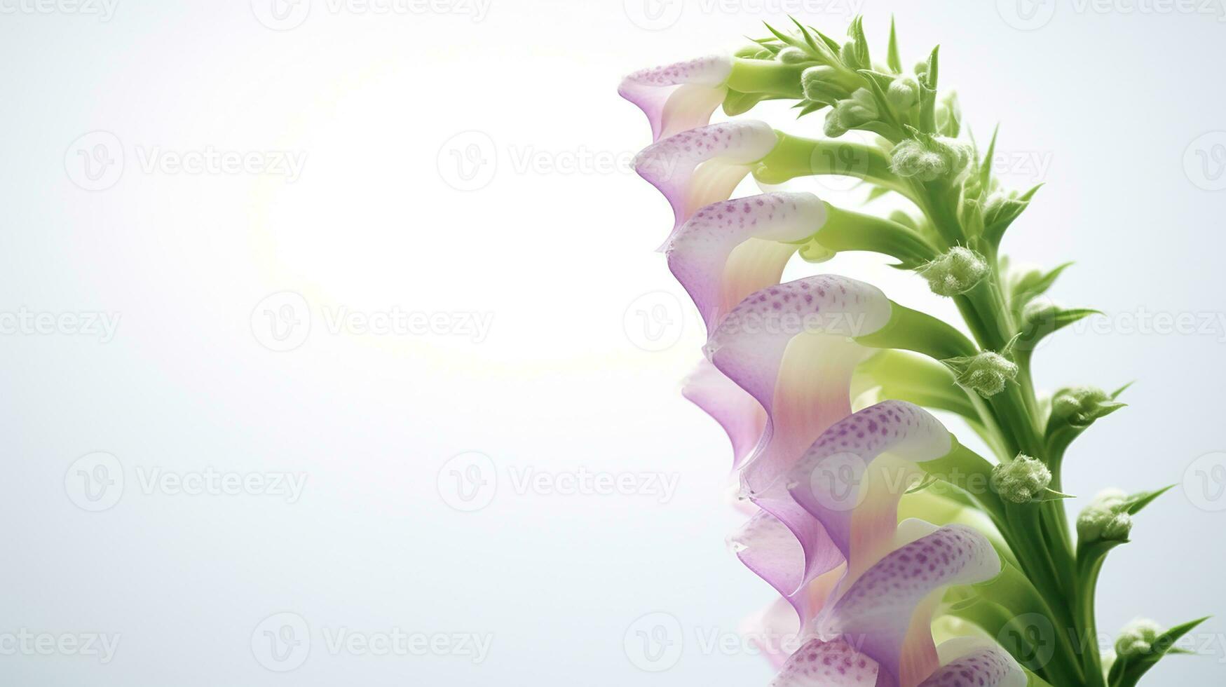Photo of beautiful Digitalis flower isolated on white background. Generative AI